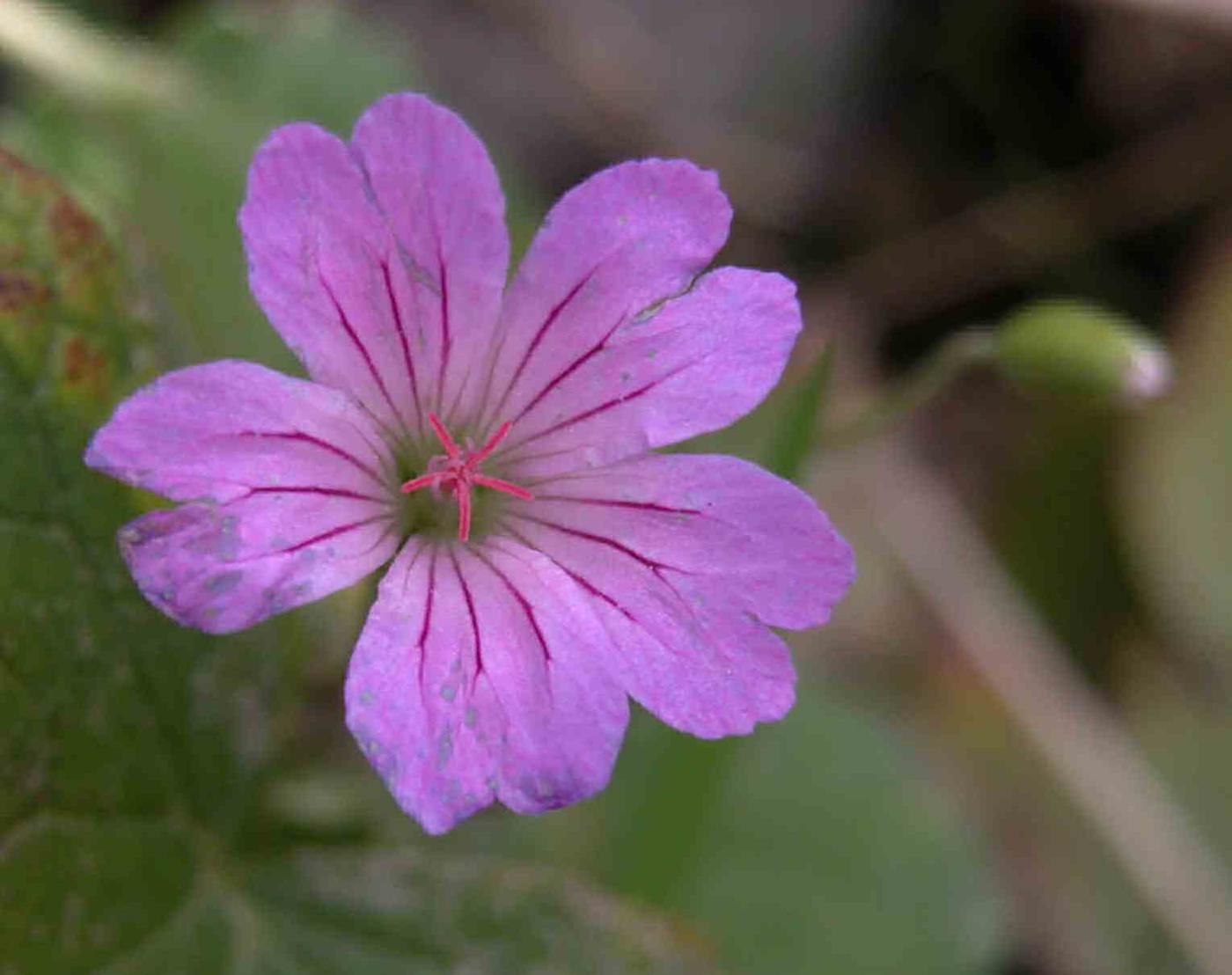 Cranesbill, Knotted flower